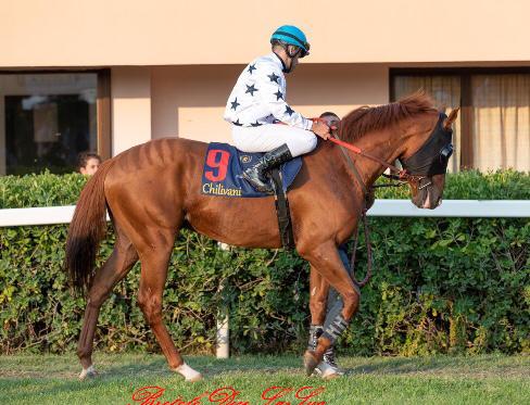 Sardegna Bel Cavallo Anglo Arabo In Vendita Brontolo Dice La Sua Notizie Sul Palio Di Siena E Gli Altri Palii D Italia