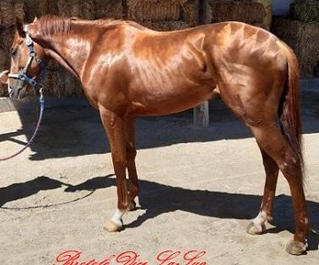 Sardegna Bel Cavallo Anglo Arabo In Vendita Brontolo Dice La Sua Notizie Sul Palio Di Siena E Gli Altri Palii D Italia