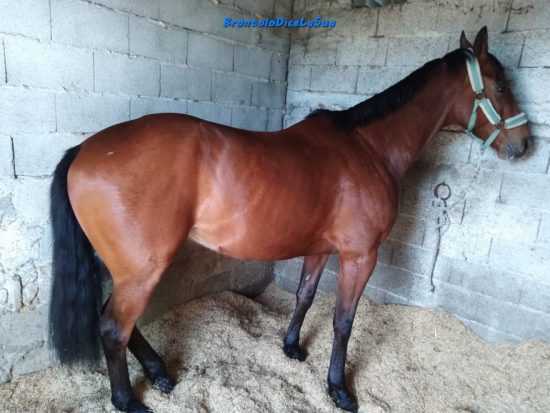 Sardegna Cavallo Anglo Arabo In Vendita Brontolo Dice La Sua Notizie Sul Palio Di Siena E Gli Altri Palii D Italia